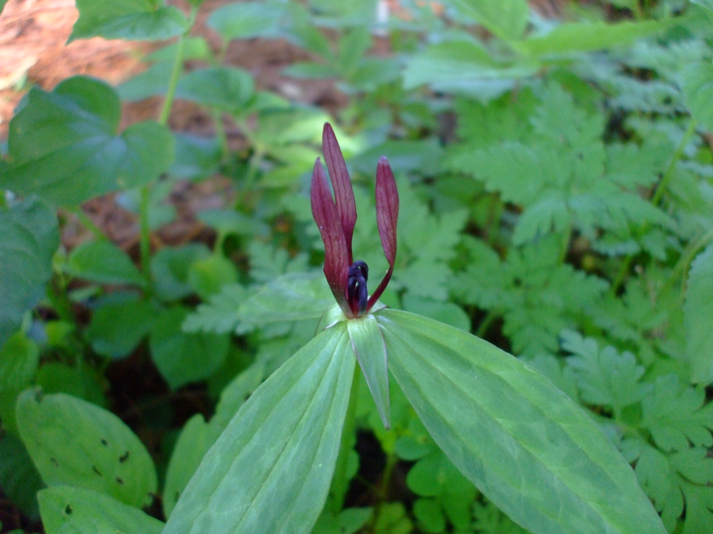 Trillium lancifolium